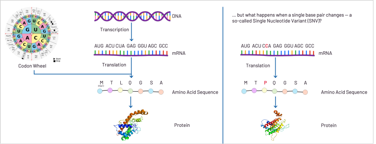 Missense variants explained through protein biosynthesis: On the right, a single nucleotide variant is shown that results in a missense variant. Other variant types include nonsense, synonymous, and loss‑of‑function variants.