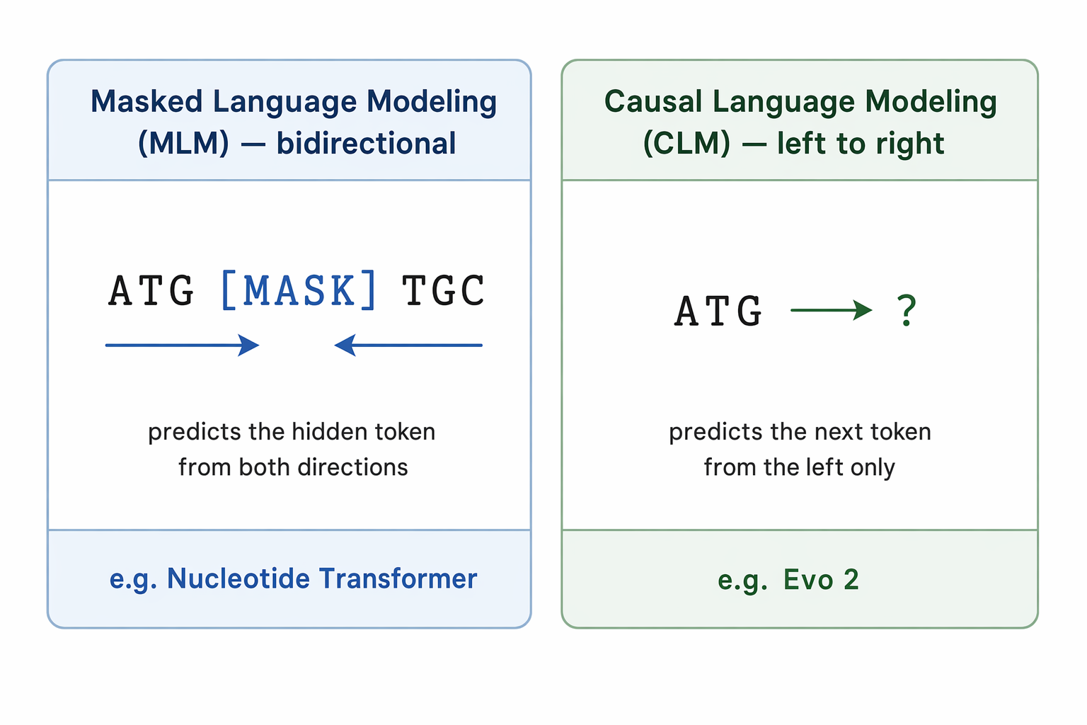 Two-panel comparison of pretraining objectives: Masked Language Modeling (MLM), which is bidirectional and predicts a hidden token (ATG [MASK] TGC) from both directions e.g. Nucleotide Transformer; and Causal Language Modeling (CLM), which is left-to-right and predicts the next token (ATG → ?) from the left only e.g. Evo 2