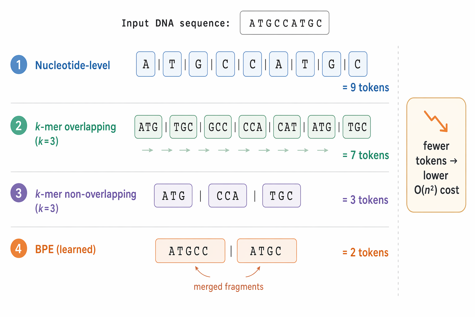 Comparison of four DNA tokenization schemes applied to the sequence ATGCCATGC: nucleotide-level (9 tokens), overlapping k-mer with k=3 (7 tokens), non-overlapping k-mer with k=3 (3 tokens), and learned BPE (2 merged tokens, example split), illustrating that fewer tokens mean lower O(n²) cost